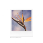 Polaroid Color SX-70 Instant Film (8 Exposures) [6004] - Image 5