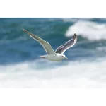 Pentax KF 18-55WR Kit Black - Image 13