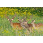 Pentax KF Body Black - Image 9